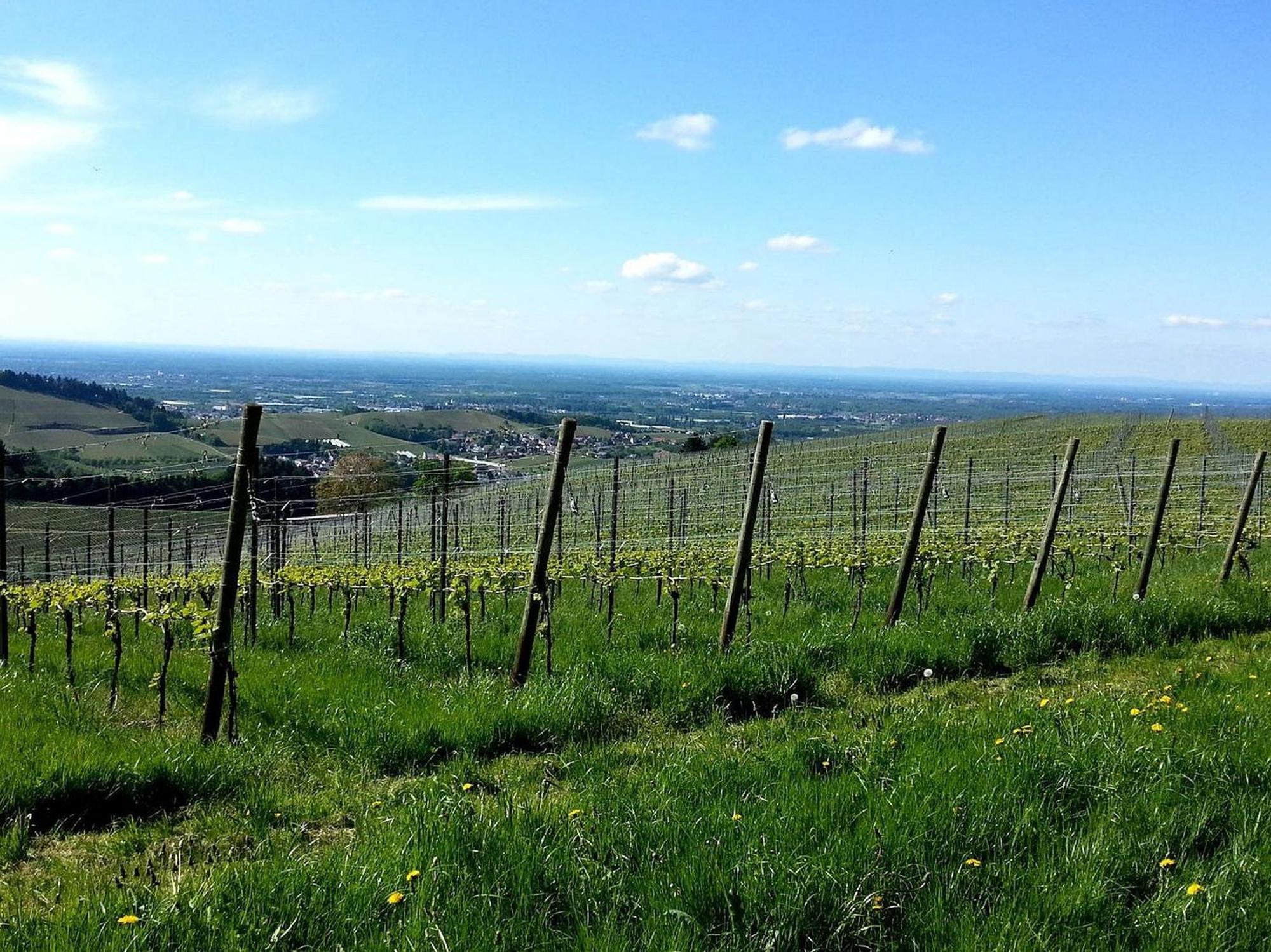 Ferienhof Vordere Alm Oberkirch  Exteriör bild