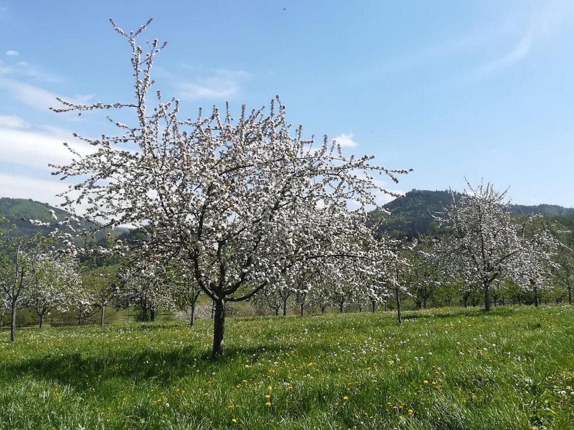 Ferienhof Vordere Alm Oberkirch  Exteriör bild