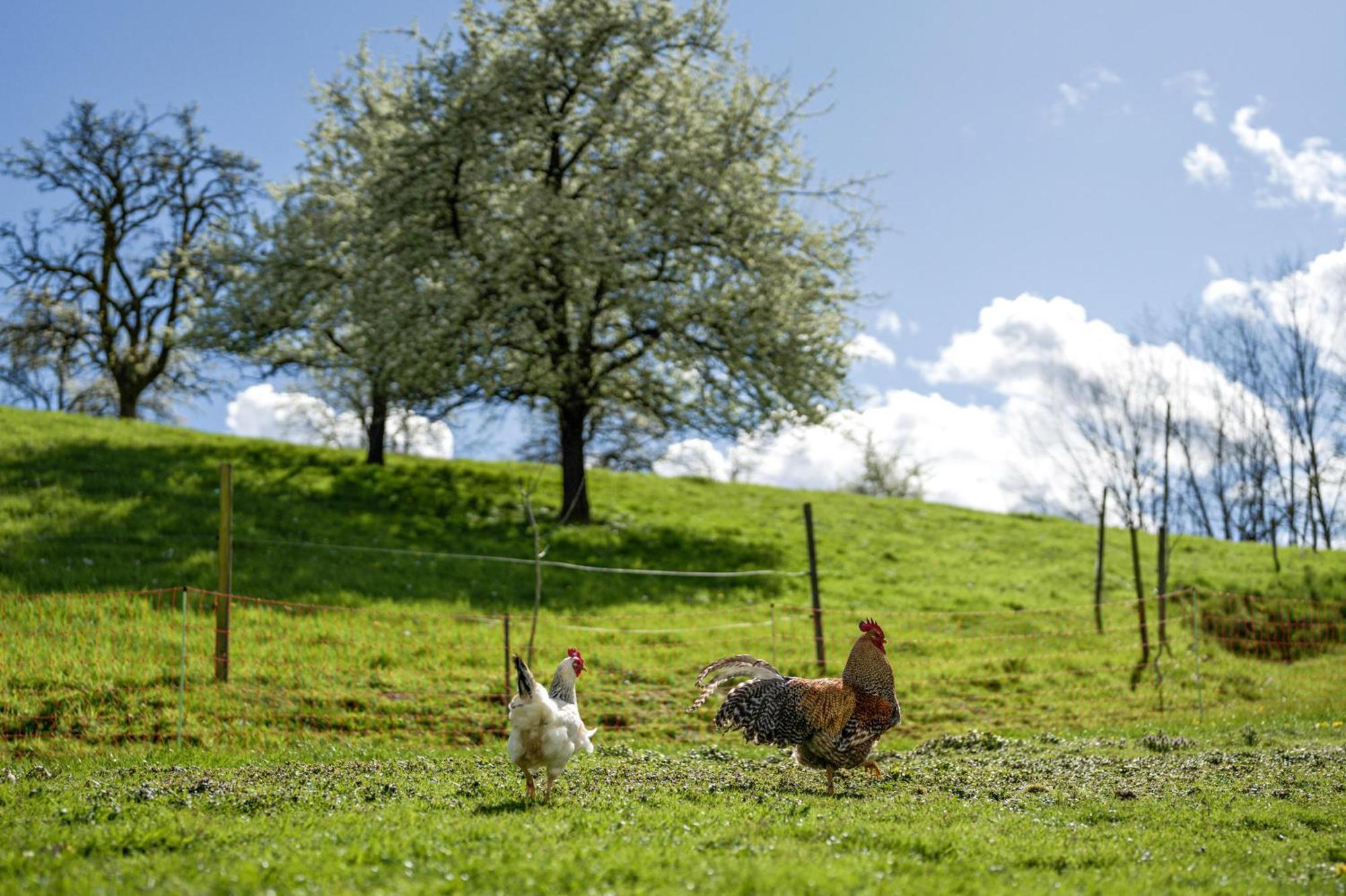 Ferienhof Vordere Alm Oberkirch  Exteriör bild