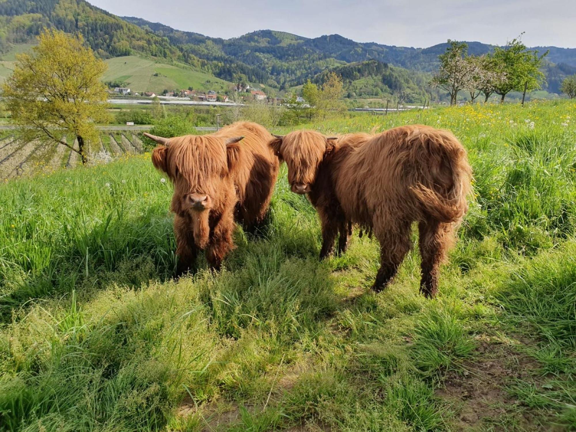 Ferienhof Vordere Alm Oberkirch  Exteriör bild
